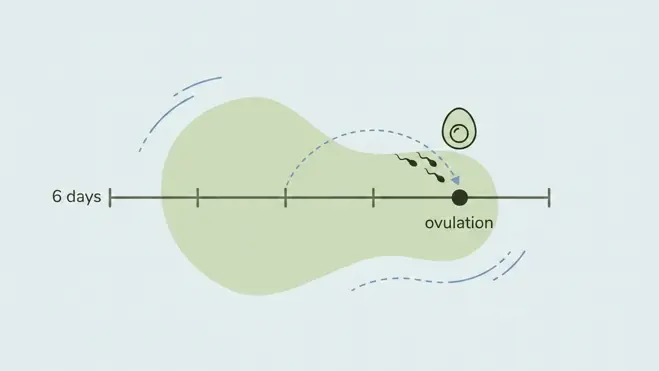 A wide fertility-window timeline showing ovulation as a highlighted marker with an egg icon, and a dashed arc indicating sperm can survive across several days leading up to ovulation.